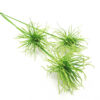 Urchinbush