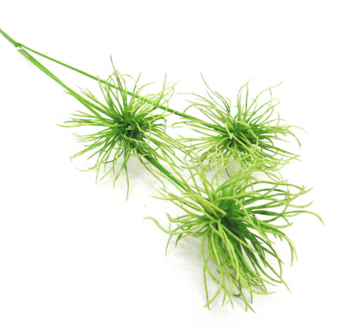Urchinbush