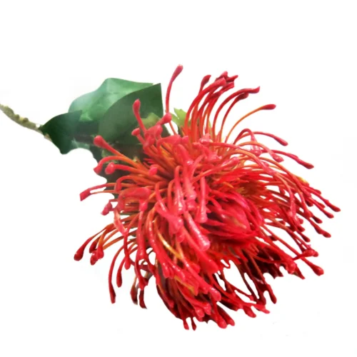 Red pincushion