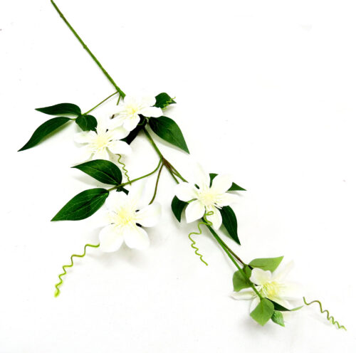 Clematis passionata