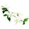 Clematis white