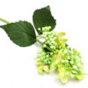 Light green budding hydrangea