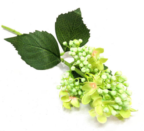 Light green budding hydrangea