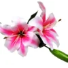Lily spray pink
