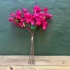 Bougainvillea bliss bunch 70cml