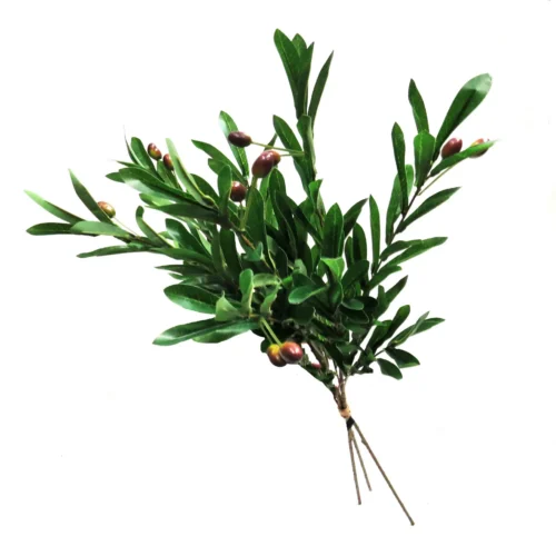 Olive stem bunch calabria