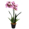 Vanda Orchid Mauve Temptress