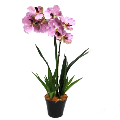 Vanda Orchid Mauve Temptress