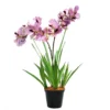 Legendary Double Vanda Mauve