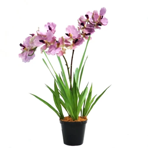 Legendary Double Vanda Mauve