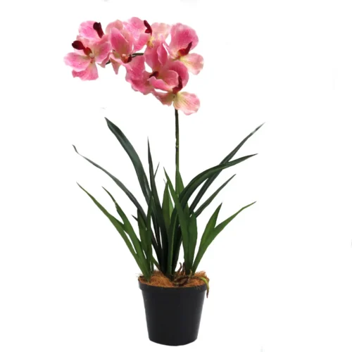 Vanda Pink Indulgence