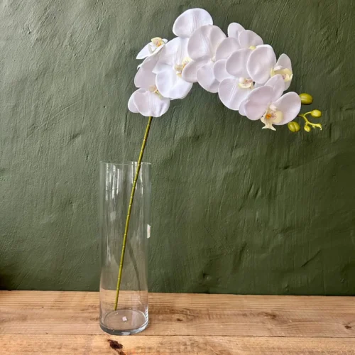 The beauty white orchid 100cml