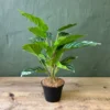 Variegated aralia plant potted 45cmh