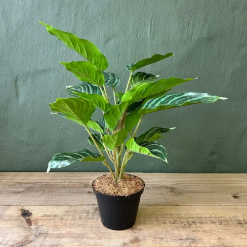 Variegated aralia plant potted 45cmh