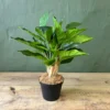 Glory green leaf potted 44cm