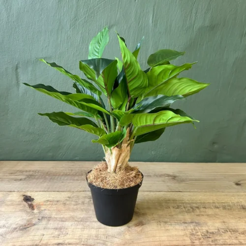 Glory green leaf potted 44cm