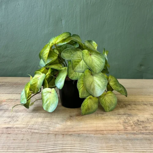 Plantain potted plant 22cm