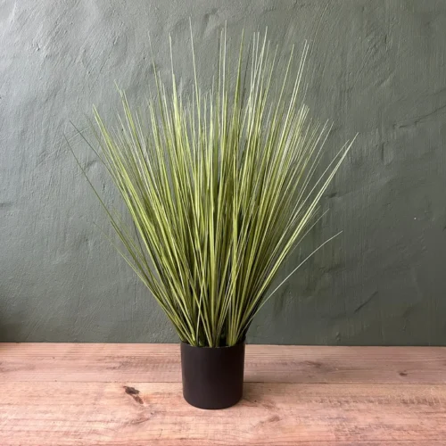 Potted veld grass