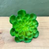 Succulenta Talum 9cm