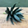 Succulenta Orion 14cm