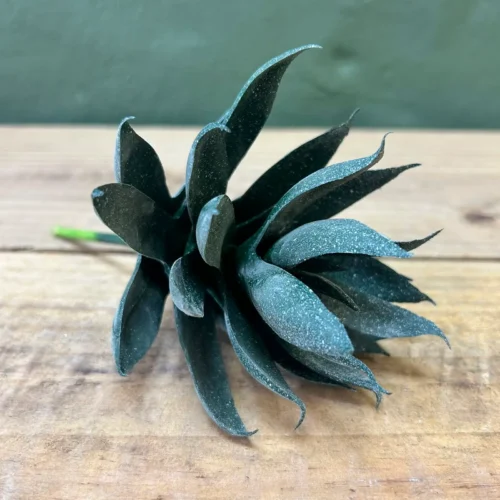 Succulenta Orion 14cm