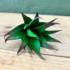 Succulenta Thia 10cm