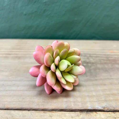 Succulenta earth mama 8cm