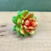 Succulenta bloom 8cm
