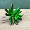 Succulenta constellation 10cm