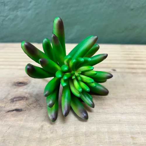 Succulenta constellation 10cm