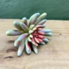 Succulenta overburg 10cm
