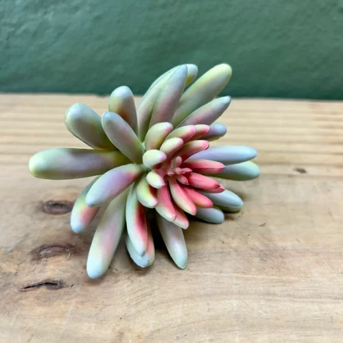 Succulenta overburg 10cm