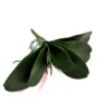 Orchid leaf magnifica