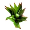 Pukka yukka plant