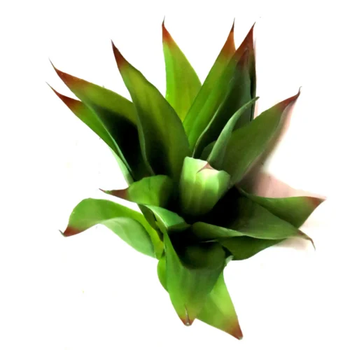 Pukka yukka plant