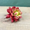 Succulenta Carmina 8cm