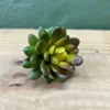 Succulenta Parody 8cm