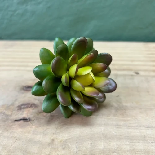 Succulenta Parody 8cm