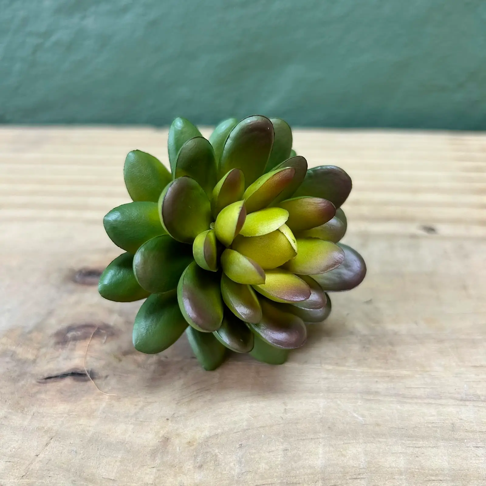 Succulenta Parody 8cm