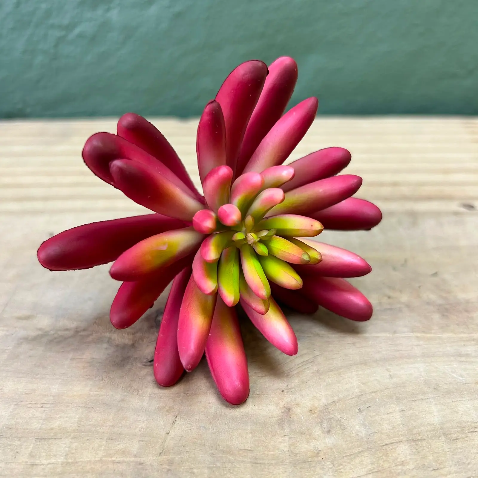 Succulenta Marilyn 10cm
