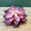Succulenta Red Rub 14cm