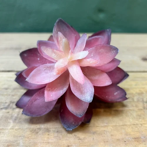 Succulenta Red Rub 14cm