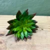 Succulenta Agatha 9cm