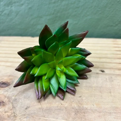 Succulenta Agatha 9cm