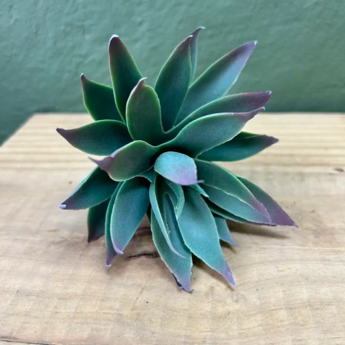Succulenta Viridian 14cm