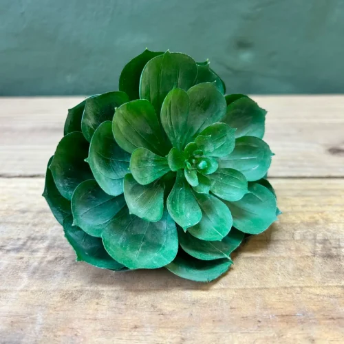 Succulenta Atlantis 13cmd