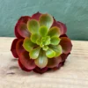 Succulenta Amary 13cm