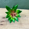 Succulenta Limerick 10cm