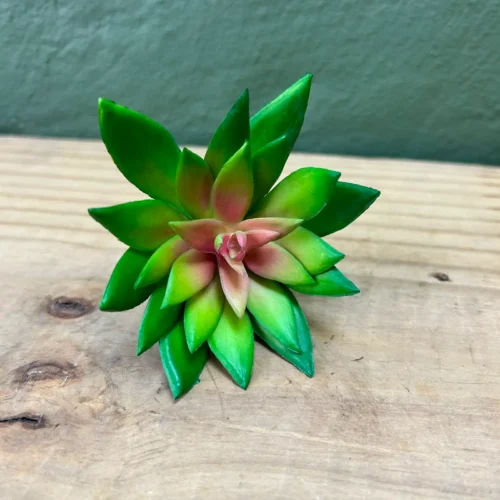 Succulenta Limerick 10cm