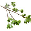 Pollen nation plant